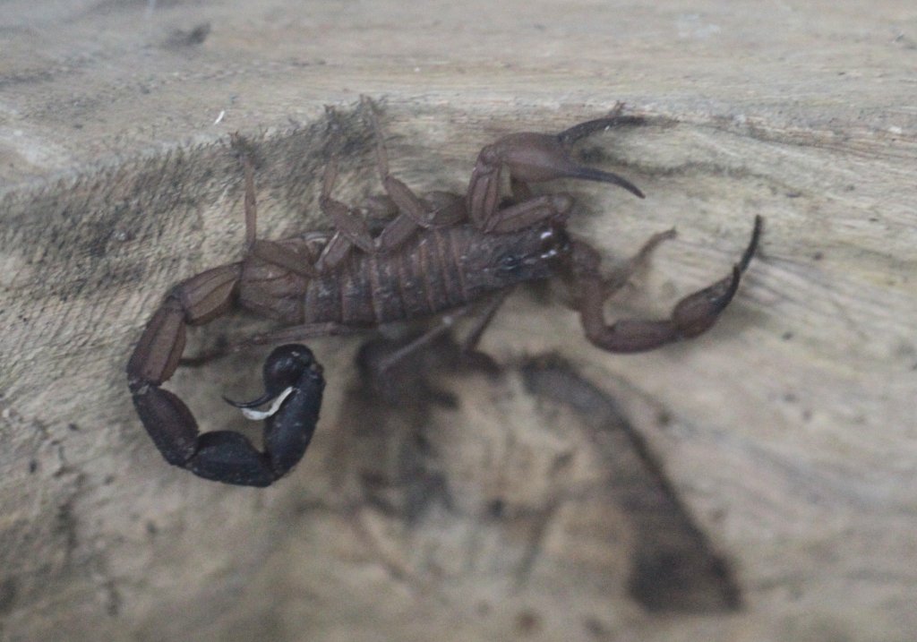 Arizona-Rindenskorpion (Centruroides vittatus) am 12.3.2010 im Zooaquarium Berlin. Wenn man will, kann man sich, durch eine Glasscheibe geschtzt, auf Skorpione oder Spinnen setzen.