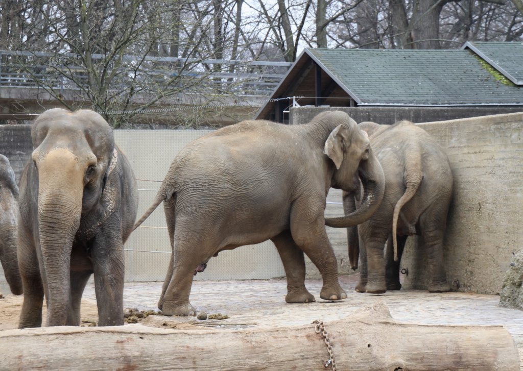 Asiatische Elefanten (Elephas maximus) beim Schubsen und Drngeln. Zoo Karlsruhe am 9.2.2010.