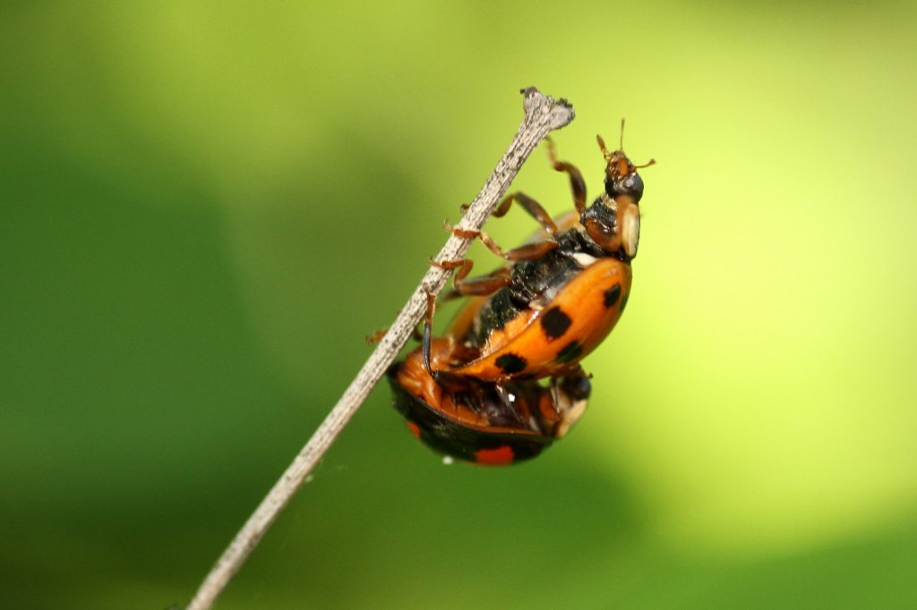 Asiatische Marienkfer (Harmonia axyridis) bei der Paarung. Groheringen am 21.5.2010.