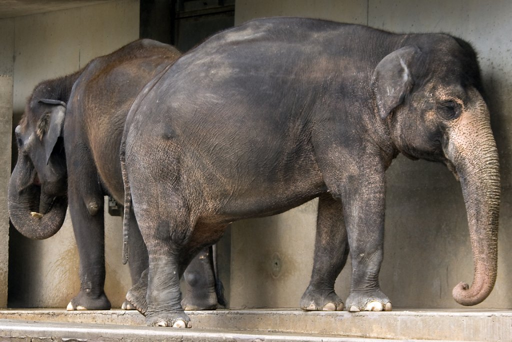 Asiatischer Elefant, 06.04.2008 Stuttgart 