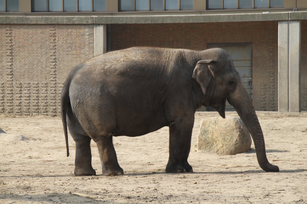 Asiatischer Elefant am 11.3.2010 im Zoo Berlin.
