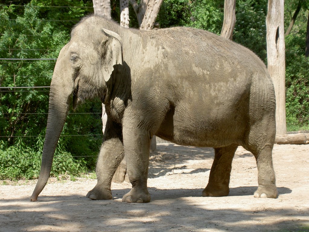 Asiatischer Elefant am 20.5.2007 in Berlin Zoologischen Garten.