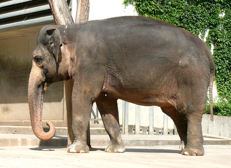 Asiatischer Elefant am 27.05.2009 in Wilhelma/Stuttgart