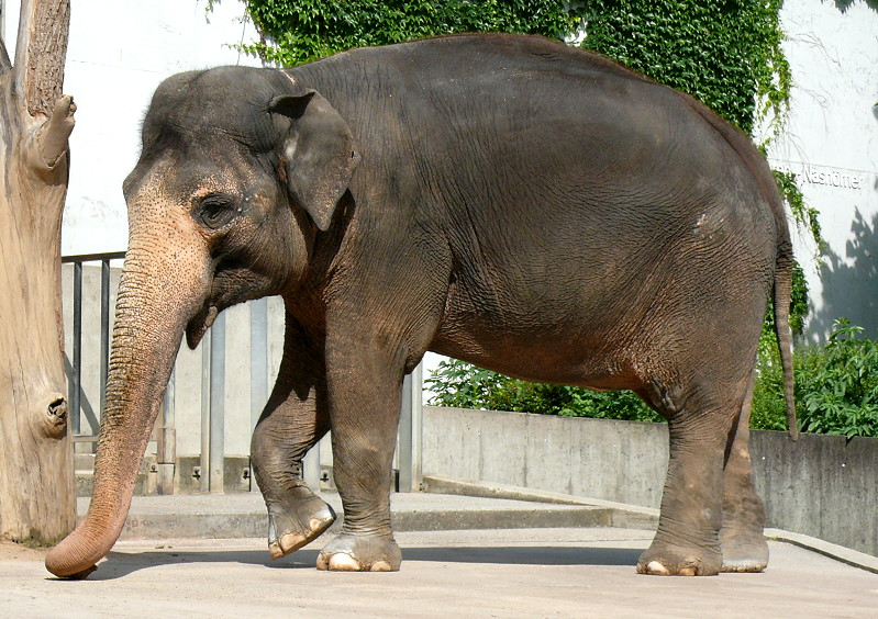 Asiatischer Elefant am 27.05.2009 in Wilhelma/Stuttgart