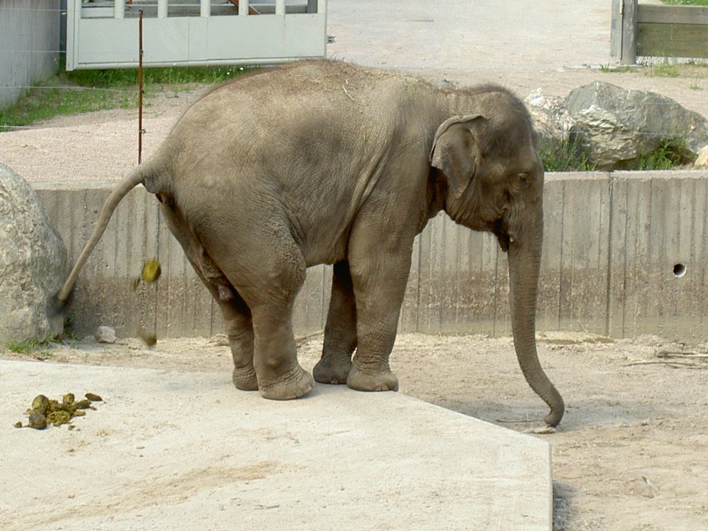 Asiatischer Elefant (Elephas maximus) am 2.7.2006 im Tierpark Kolmrden.

