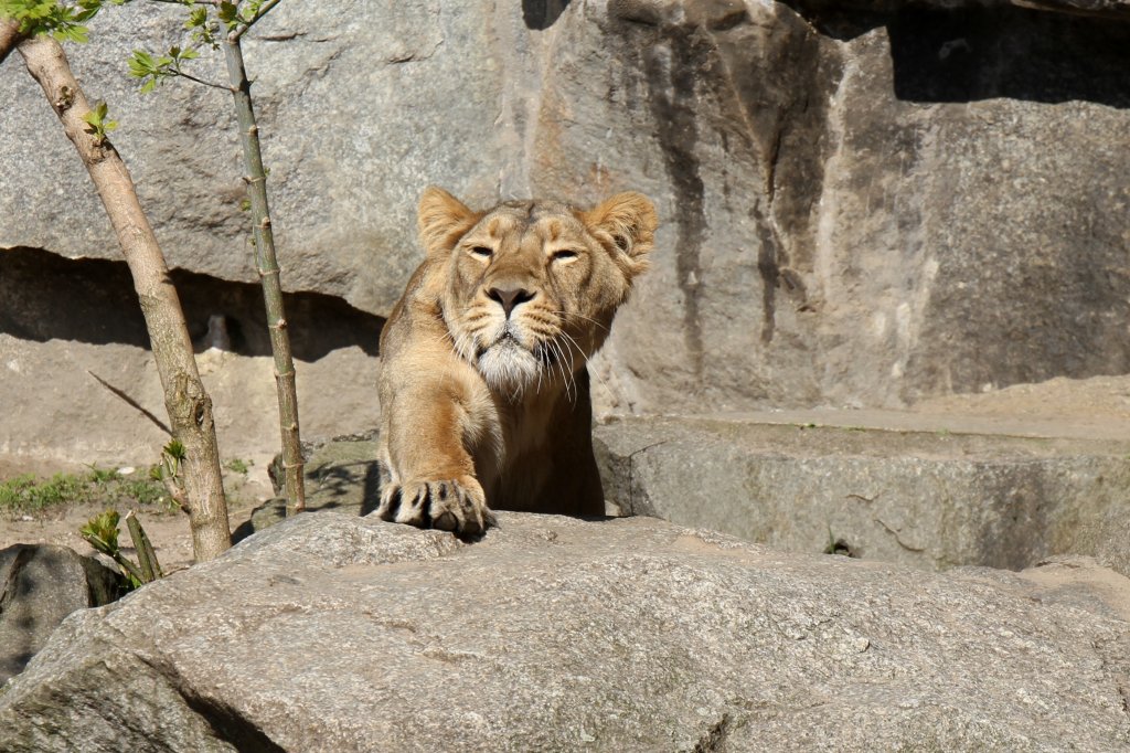 Asiatischer Lwe (Panthera leo persica) am 18.4.2010 im Tierpark Berlin.