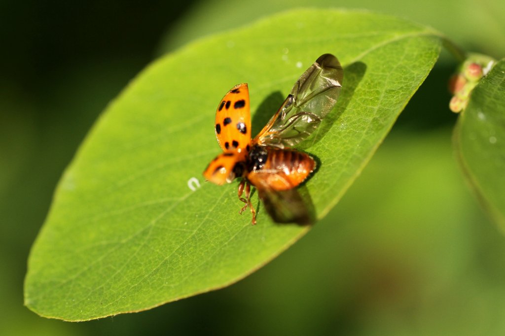 Asiatischer Marienkfer (Harmonia axyridis) beim Starten. Groheringen am 21.5.2010.