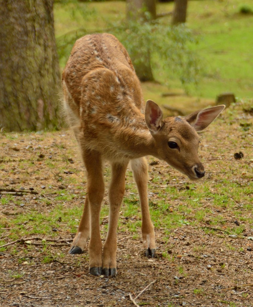 Asiatisches Dam-Wild. Dieses Kitz ist im Wildpark in Schwarzach im kleinen Odenwald zu finden. 9.8.2013