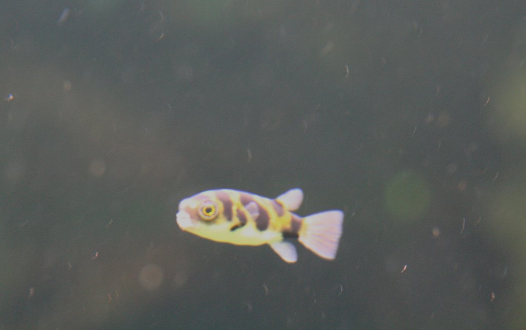 Assel-Kugelfisch (Colomesus asellus), ein aus Sdamerika stammender Ssswasserfisch, am 12.12.2009 im  Zoo-Aquarium Berlin.