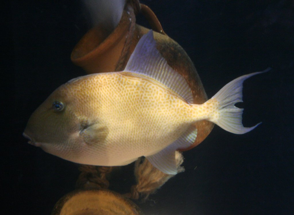 Atlantischer Drckerfisch (Balistes carolinensis) am 3.4.2009 im Sea-Life in  Berlin. Dieser Drckerfisch lebt auch mi Atlantik und Mittelmeer.