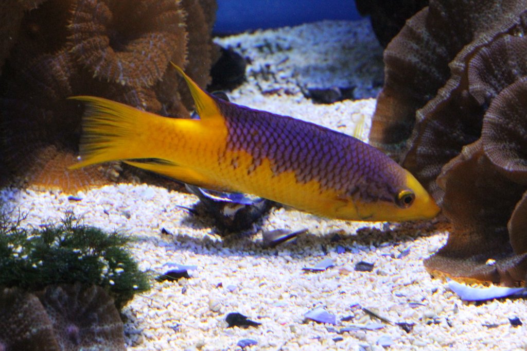 Atlantischer Schweinsfisch oder auch Spanischer Schweinslippfisch (Bodianus rufus) am 9.2.2010 im Vivarium Karlsruhe.