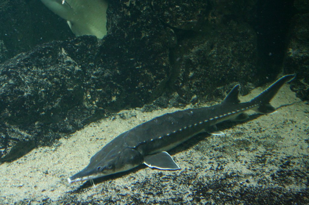 Atlantischer Str (Acipenser oxyrinchus oxyrinchus) am 12.12.2009 im Zoo-Aquarium Berlin.