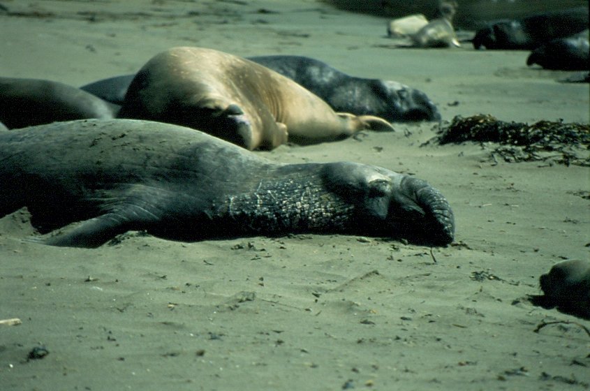 Auch 1998 besuchte ich die Kolonie der See Elefanten in Big Sur in Kalifornien. (Dia)