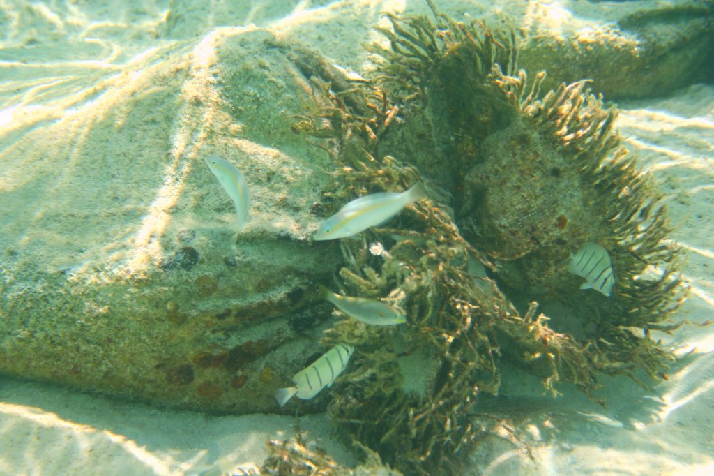 Auch an einen Wellenbrechersack tummeln sich Fische.
Hier sind Gitter-Doktorfische (Acanthurus triostegus) und Goldener-Scheinschnapper (Scolopsis auratus) zu sehen. Strand im sdlichen Ari-Atoll, Malediven.