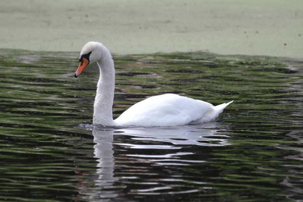 Auch aus Europa eingeschleppte Hckerschwne (Cygnus olor) kann man in Kanada finden. Gananoque,ON am 14.9.2010.