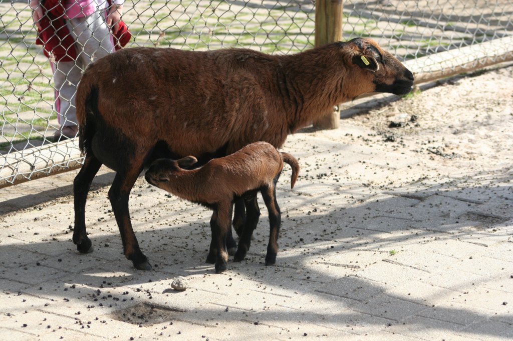 Auch bei den Kamerun-Schafen gab es Nachwuchs. Wilhelma 30.3.2008.