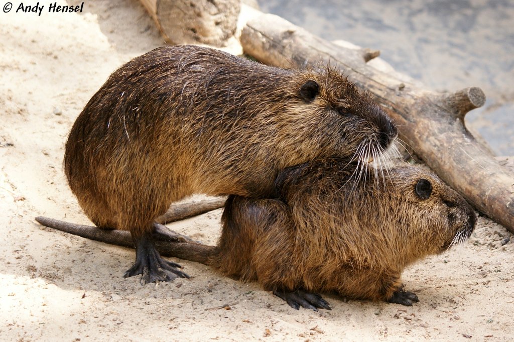  Auch DIE machen's mal . Nutria (Biberratte) 