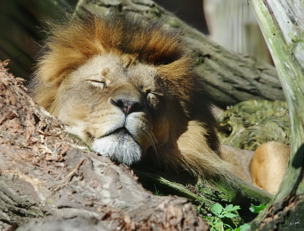 Auch ein Lwe braucht mal Ruhe und Entspannung. (April 2009)