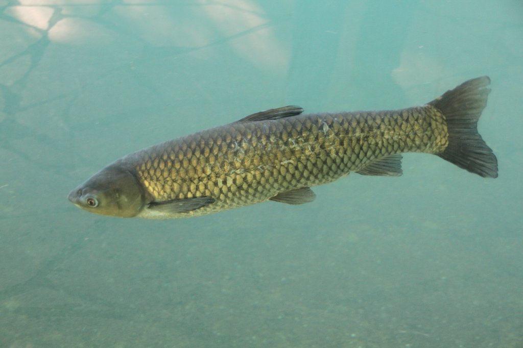 Auch dieser Graskarpfen (Ctenopharyngodon idella) ist bei den Flusspferden zur Untermiete. Diese Fische gab es auch bei dem  sssen  Eisbren Knut, bevor er an ihnen Gefallen fand. Zoologischer Garten Berlin am 25.2.2010.