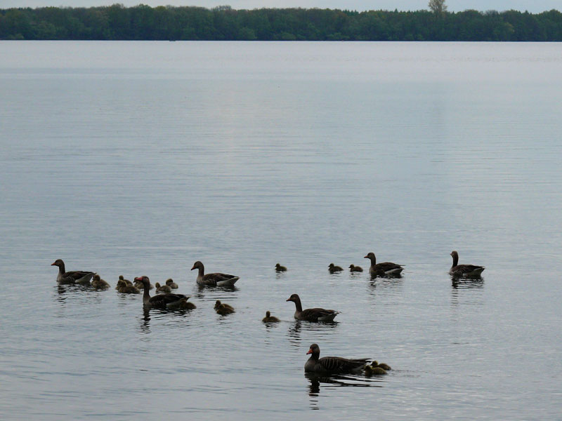 Auch eine groe Familie Graugnse/Wildgnse (Anser anser) unternimmt trotz des unfreundlichen Wetters einen Ausflug am Himmelfahrtstag; Schaalsee, 13.05.2010