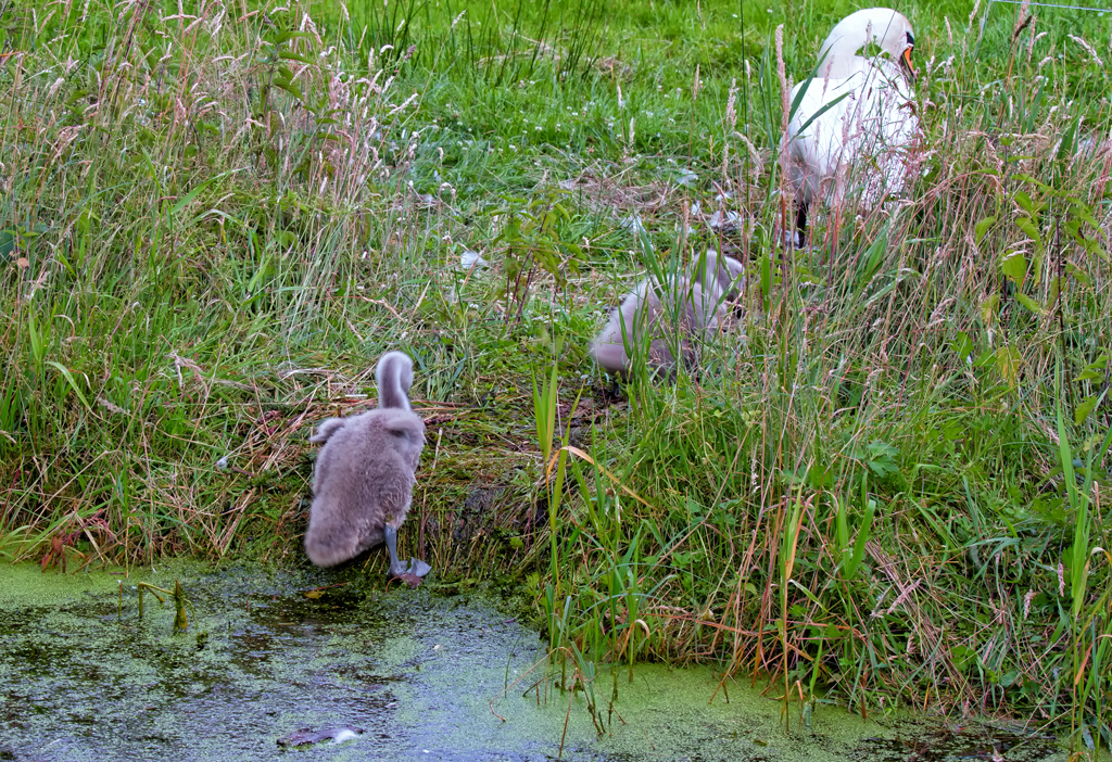 Auch der letzte Jungschwan vom Ueckermnder Strandweg meistert den glitschigen Anstieg. - 30.06.2013
