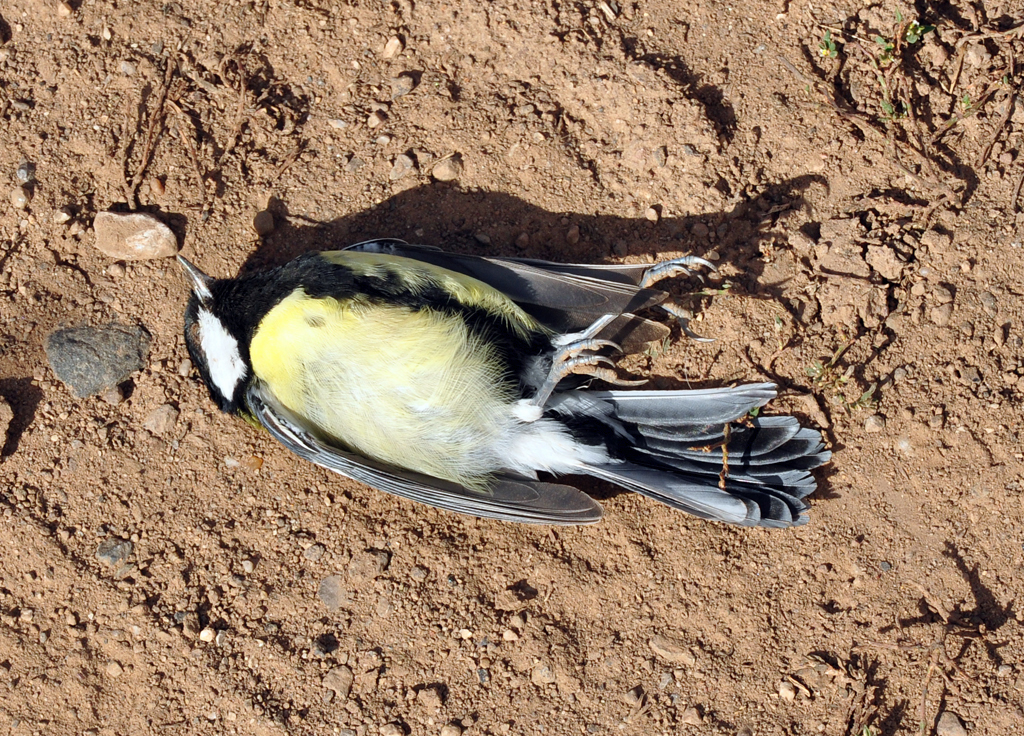 Auch das ist Natur - tote Meise auf einem Feldweg (ohne erkennbaren Verletzungen - 19.09.2012