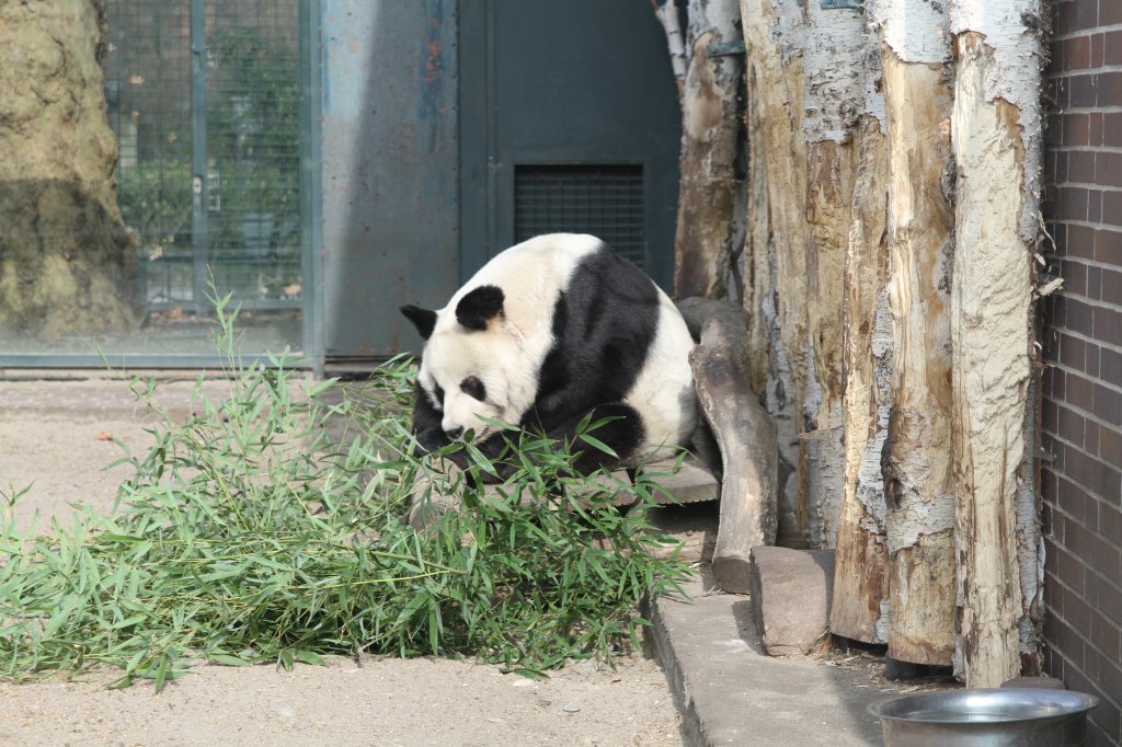 Auch zwei Stunden spter sa der Panda noch immer an der selben Stelle und hat Bambus gefressen. Zoo Berlin am 11.3.2010.