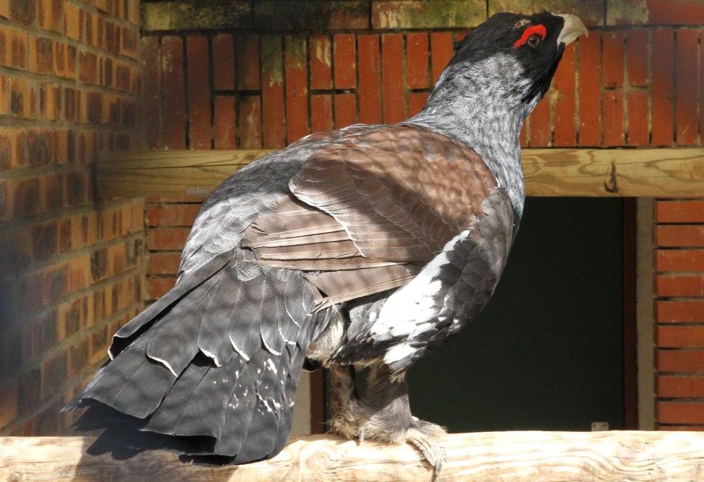 Auerhahn (Tetrao urogallus) am 18.3.2010 in der Orangerie in Strasbourg.