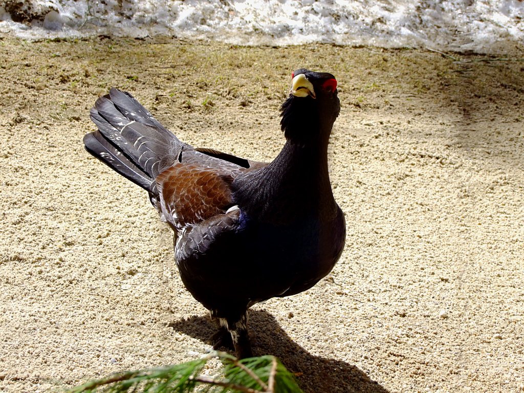 Auerhahn(Tetrao urogallus)lauscht im Nationalpark Lusen einem imitierten Balzruf;120328