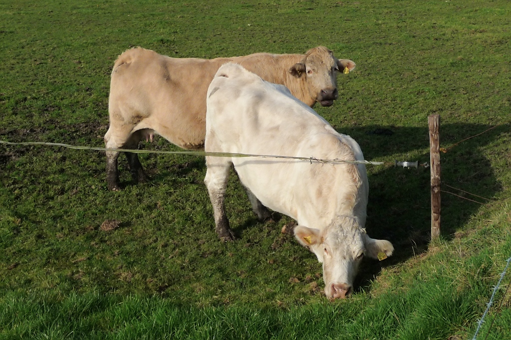 Auf der anderen Seite des Zauns ist das Gras ist immer grner.

Vorst, 17.11.12