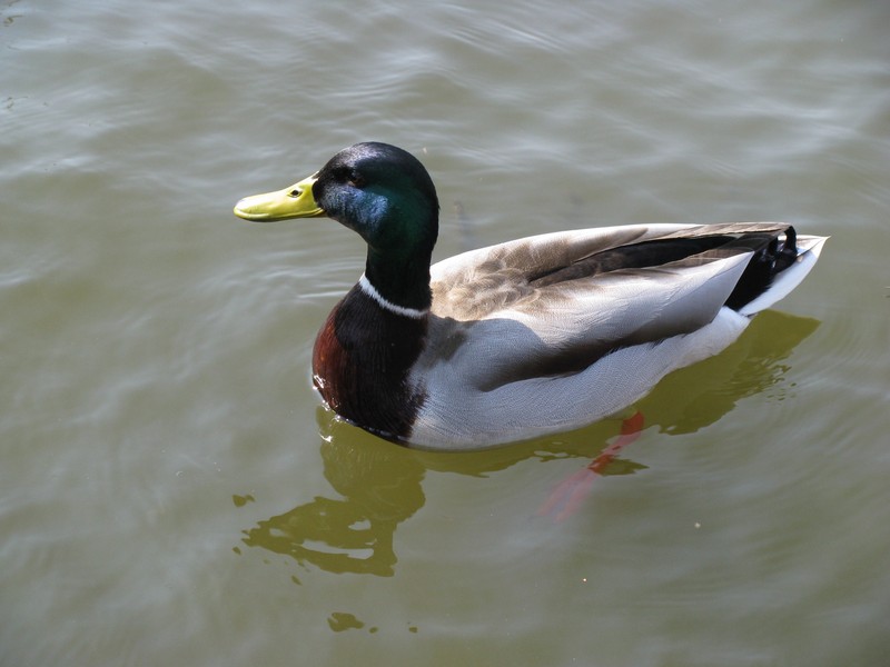 Auf dem Burgsee in Schwerin konnte ich diese Ente ablichten [23.04.2011]