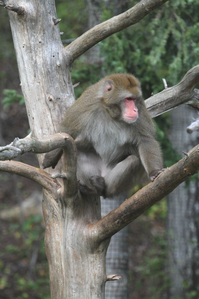 Auf dem Sprung, Japanmakak (Macaca fuscata) setzt sich in Bewegung. Zoo Sauvage de Saint-Flicien,QC am 18.9.2010. 