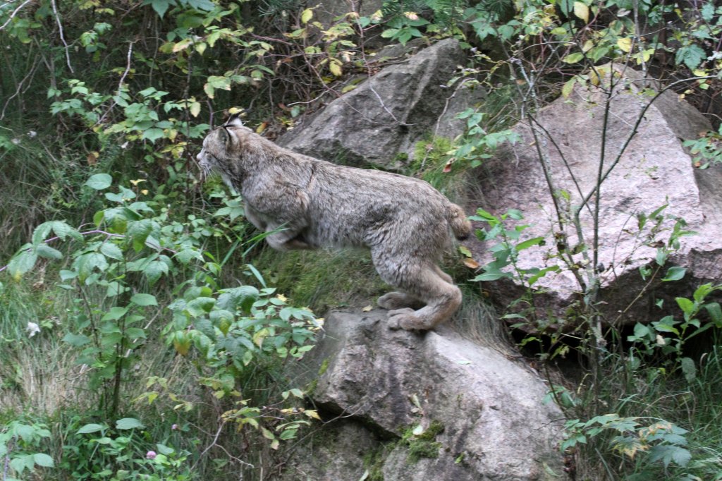 Auf dem Sprung. Kanadischer Luchs (Lynx canadensis) am 18.9.2010 im Zoo Sauvage de Saint-Flicien,QC.