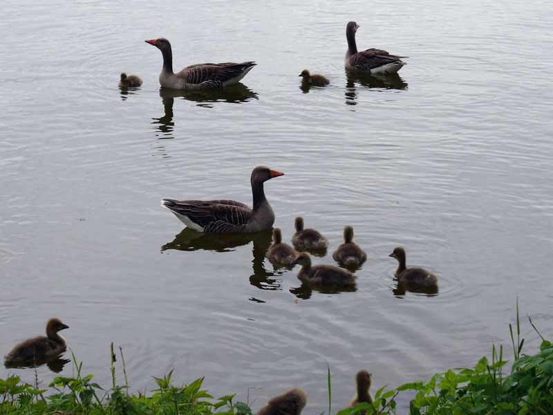 Auf dem Wasser fhlen sich diese Graugnse/Wildgnse (Anser anser) mit ihrem Nachwuchs sicherer als auf dem Festland; Schaalsee, 13.05.2010
