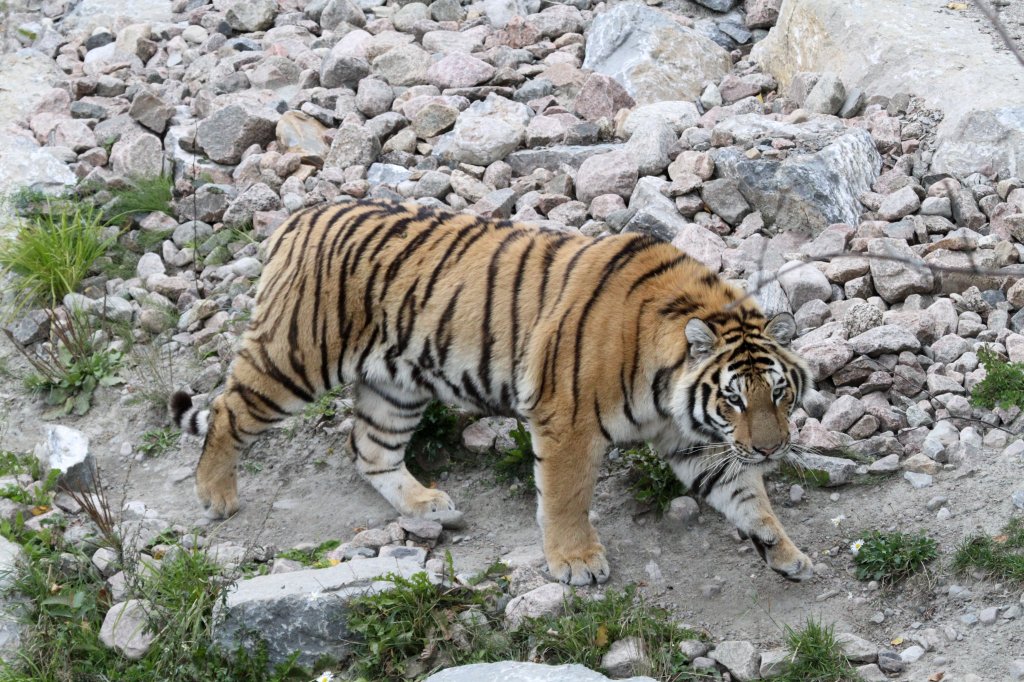 Auf dem Weg zur Futterstelle. Sibirischer Tiger am 18.9.2010 im Zoo Sauvage de Saint-Flicien,QC.