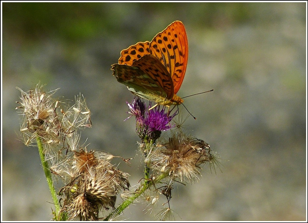 Auf einer Distelblhte ruhte sich der Kaisermantel (Argynnis paphia) fr kurze Zeit aus. 04.07.2012 (Hans)