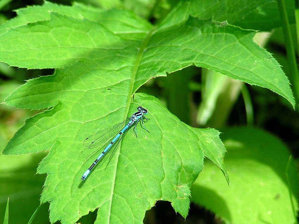 Auf einem Blatt macht es sich eine 
Becherazurjungfer (Enallagma cytathigerum) gemtlich;060720