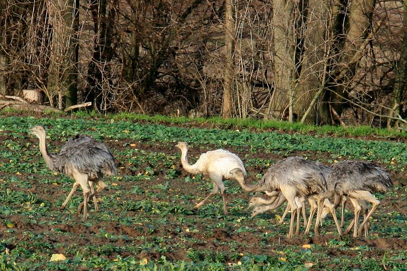 Auf einem Feld bei Utecht (NWM) entdeckten wir gestern das weie Nandu, was wir seit September bereits suchten. Leider war kein Fotolicht mehr. Als heute die Sonne rauskam versuchte ich es noch mal zu suchen. Mit erfolg; 29.12.2011