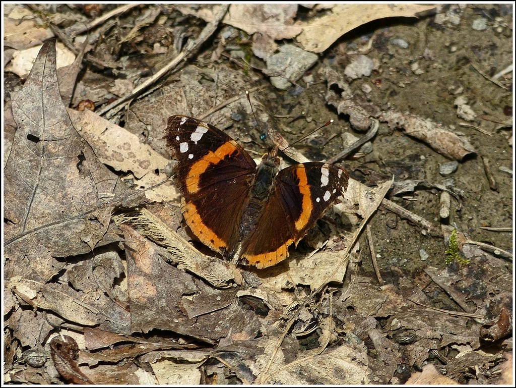 Auf einem sonnigen Waldweg landete dieser Admiral (Vanessa atalanta) am 04.07.2012. (Hans)