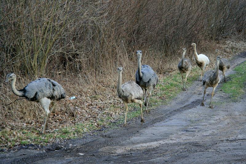 Auf einem Waldweg zwischen Utecht und Schattin kamen mir sieben junge Nandus entgegen. Auch  Josi  das weie Nandu war dabei.