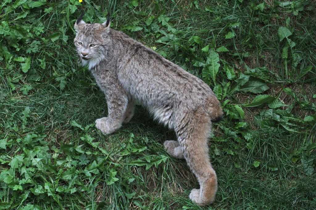 Auf Fressen wartender Kanadischer Luchs (Lynx canadensis) am 18.9.2010 im Zoo Sauvage de Saint-Flicien,QC.