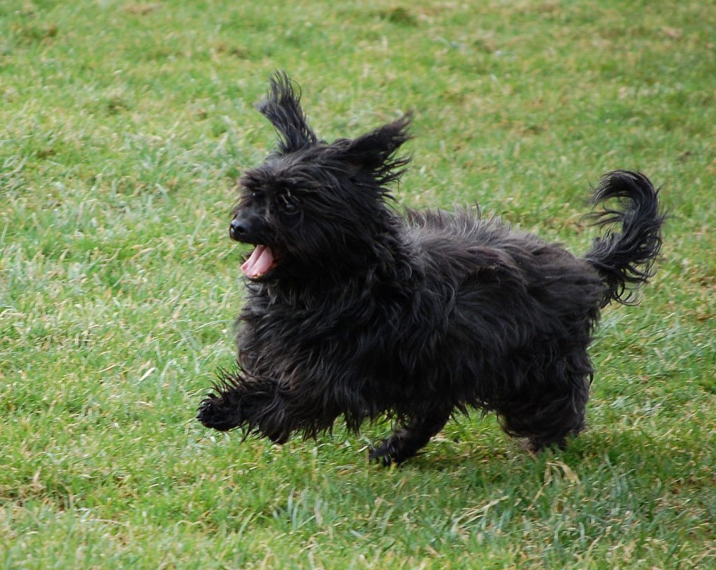 Auf der Hundewiese auf Gut Aiderbichl flitzt
Yorkshire Mischling Jacky.
(Henndorf, 20.03.2011)