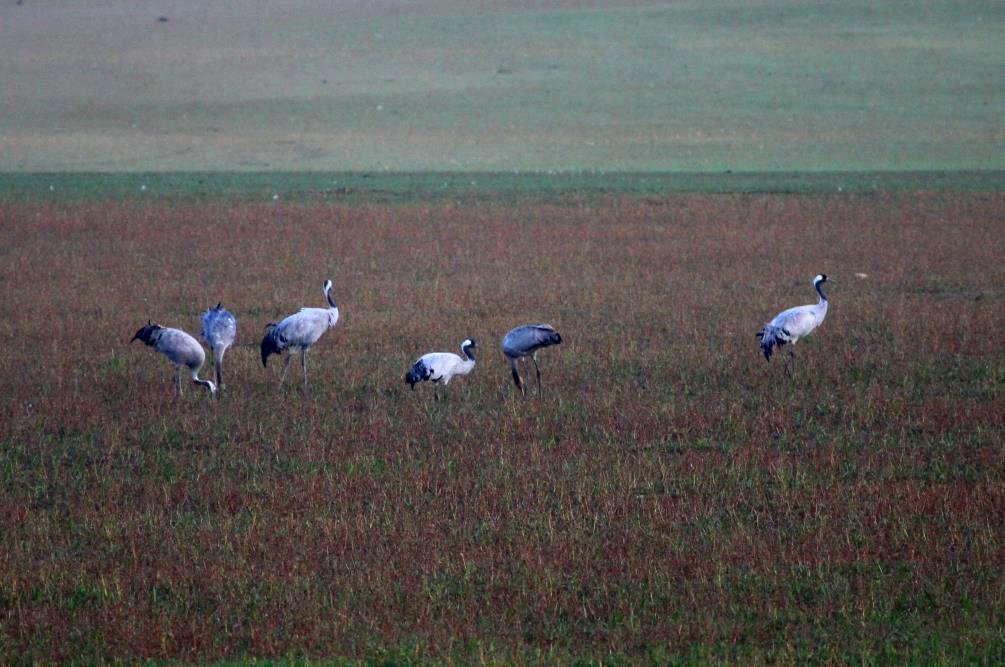 Auf ihren Zug von Skandinavien nach Spanien ist der Lac du Der in der Champagne ein wichtiges Herbstquartier. 10.000de Kraniche machen dann hier Rast auf ihrer 4000 km langen Reise; 17.11.2011