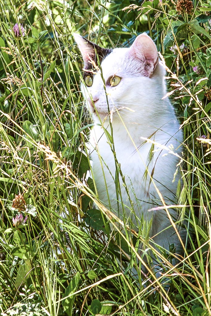 Auf der Jagd ist diese Katze Im Seepark/Freiburg am 21.06.2013