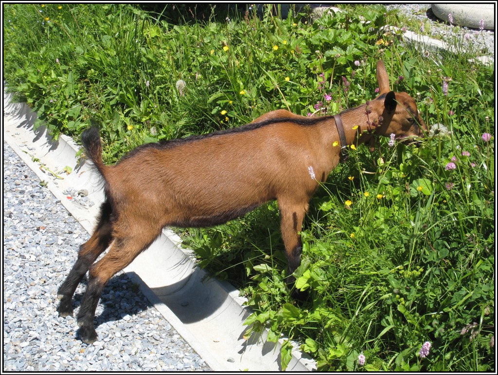 Auf der Kleinen Scheidegg in der Schweiz laufen einige Ziegen im Bereich des Bahnhofs und der Hotels herum. (19.07.2010)