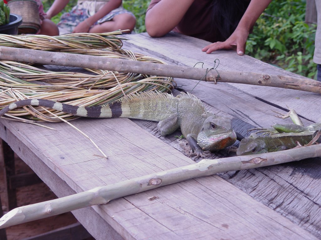 Auf einer kleinen, zu Laos gehrenden, Insel im Mekong hatten Jugendliche diese beiden Reptilien gefangen. Wenn man den Gesichtsausdruck sieht und das grimmig verzogene Maul des Tieres, so hat diese Gefangenschaft ihm offensichtlich gar nicht gefallen (22.07.2007)