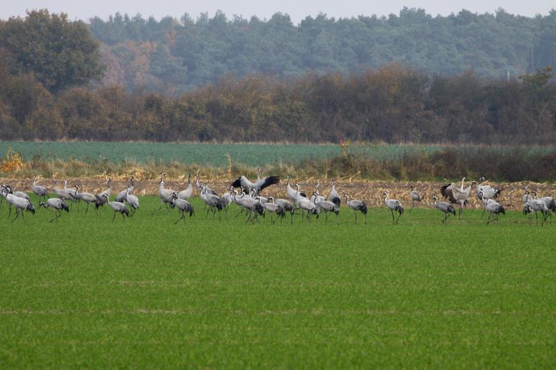 Auf meiner heutigen Nandu-Safari stie ich bei Ldersdorf (NWM) auf ca. 100 rastende Kraniche. Ein ziemlicher Glckstreffer; 03.11.2011