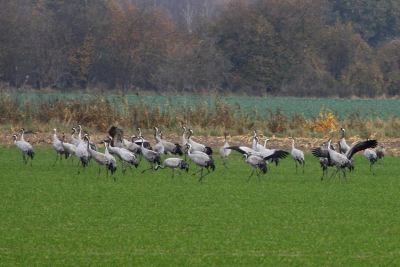 Auf meiner heutigen Nandu-Safari stie ich bei Ldersdorf (NWM) auf ca. 100 rastende Kraniche. Ein ziemlicher Glckstreffer; 03.11.2011