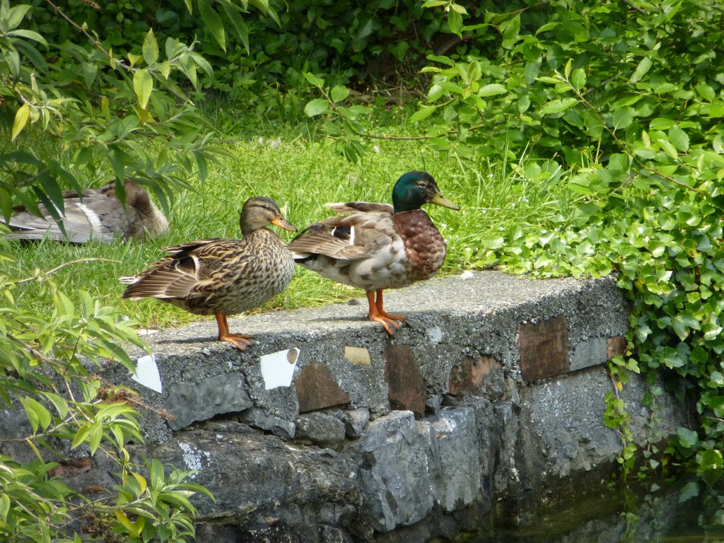 Auf was warten die Enten blo? Riva del Garda, 28.05.13.