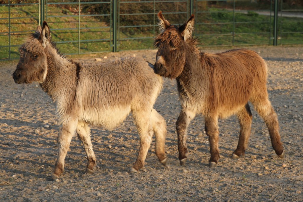 Aufdringlicher Hengst in unmiverstndlicher Absicht. Zwergesel am 18.4.2010 im Tierpark Berlin.